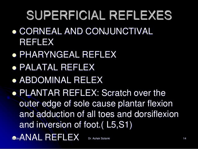 Casually come anal reflex superficial Anal reflex superficial opinion